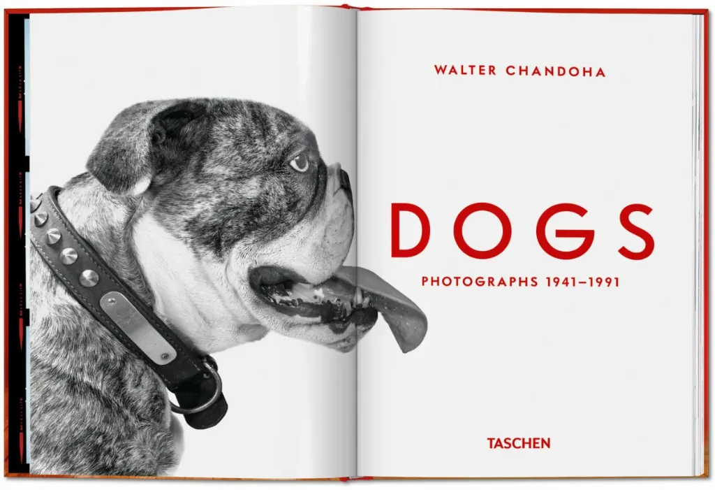 DOGS 1.webp
