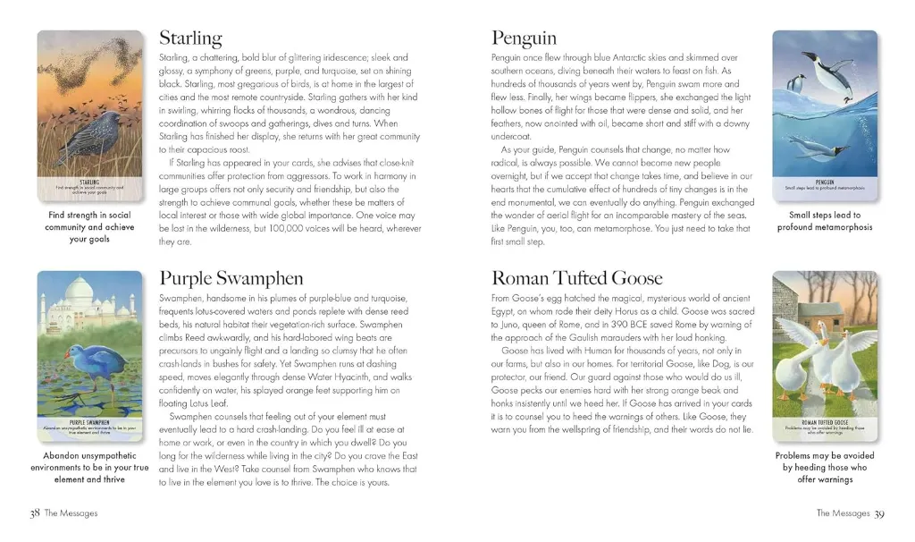 CARDS 1.webp
