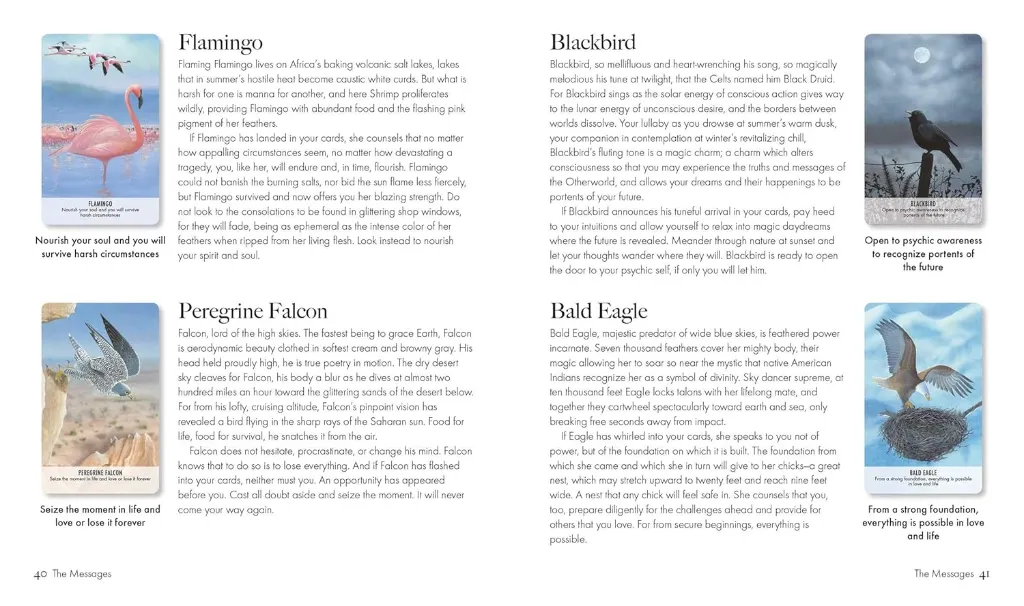 CARDS.webp