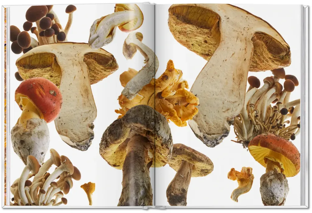 Mushroom 1.webp
