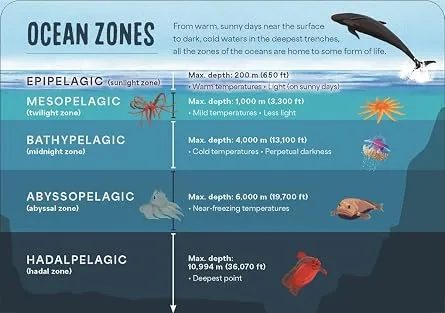 Under the Sea 1.webp