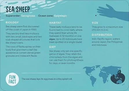 Under the Sea 4.webp