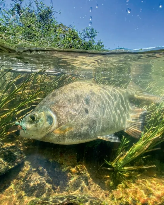 A Fishable Feast 2.webp