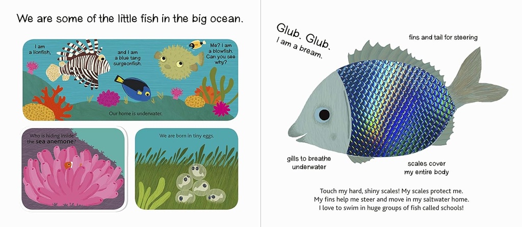 The Ocean (Touch and Explore)